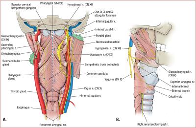 thumbs/Nerves and Vessels of Pharygeal Walls.jpeg.jpg